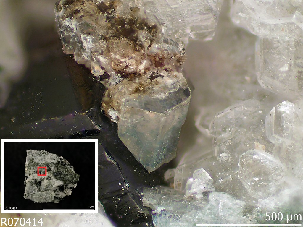 Large Bobtraillite Image