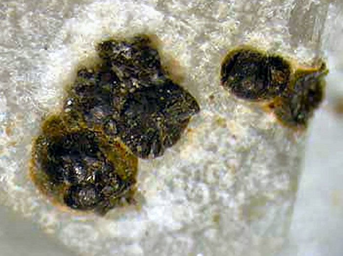 Large Ferrosaponite Image