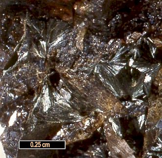 Large Ferrowinchite Image