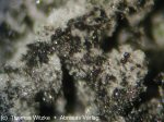 Click Here for Larger Srebrodolskite Image