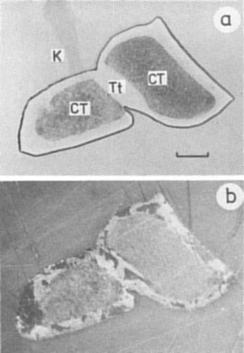 Large Tetrataenite Image